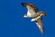 Peter Shinyeda Photography  Osprey, Sea of Cortez, Mexico : Mexico, Sea_of_ Cortez, Osprey, Birds