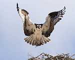 Peter Shinyeda Photography  Osprey, Sea of Cortez, Mexico : Mexico, Sea_of_ Cortez, Osprey, Birds