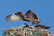 Peter Shinyeda Photography  Osprey, Sea of Cortez, Mexico : Mexico, Sea_of_ Cortez, Osprey, Birds