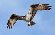 Peter Shinyeda Photography  Osprey, Sea of Cortez, Mexico : Mexico, Sea_of_ Cortez, Osprey, Birds