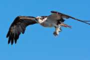 Peter Shinyeda Photography  Osprey, Sea of Cortez, Mexico : Mexico, Sea_of_ Cortez, Osprey, Birds