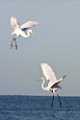 Peter Shinyeda Photography  Two Egrets, Sea of Cortez, Mexico : Mexico, Sea_of_ Cortez, Egrets, Birds