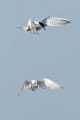 Peter Shinyeda Photography  Terns, Sea of Cortez, Mexico : Mexico, Sea_of_ Cortez, Terns, Birds