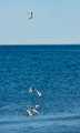 Peter Shinyeda Photography  Tern Fishing, Sea of Cortez, Mexico : Mexico, Sea_of_ Cortez, Terns, Birds