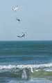 Peter Shinyeda Photography  Tern Fishing, Sea of Cortez, Mexico : Mexico, Sea_of_ Cortez, Terns, Birds