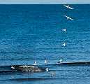 Peter Shinyeda Photography  Tern Fishing, Sea of Cortez, Mexico : Mexico, Sea_of_ Cortez, Terns, Birds