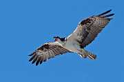 Peter Shinyeda Photography  Osprey, Sea of Cortez, Mexico : Mexico, Sea_of_ Cortez, Osprey, Birds