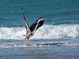 Peter Shinyeda Photography  Great Blue Heron, Sea of Cortez, Mexico : Mexico, Sea_of_ Cortez, Great_Blue_Heron, Birds