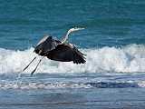 Peter Shinyeda Photography  Great Blue Heron, Sea of Cortez, Mexico : Mexico, Sea_of_ Cortez, Great_Blue_Heron, Birds