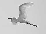 Peter Shinyeda Photography  Egret in Flight, Sea of Cortez, Mexico : Mexico, Sea_of_ Cortez, Egrets, Birds