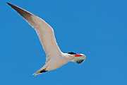 Peter Shinyeda Photography  Tern in flight, Sea of Cortez, Mexico : Mexico, Sea_of_ Cortez, Terns, Birds