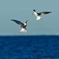 Peter Shinyeda Photography  "Fighting" Terns, Sea of Cortez, Mexico : Mexico, Sea_of_ Cortez, Terns, Birds
