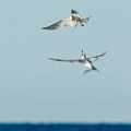 Peter Shinyeda Photography  "Fighting" Terns, Sea of Cortez, Mexico : Mexico, Sea_of_ Cortez, Terns, Birds