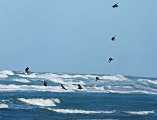Peter Shinyeda Photography  Osprey Fishing, Sea of Cortez, Mexico : Mexico, Sea_of_ Cortez, Osprey, Birds